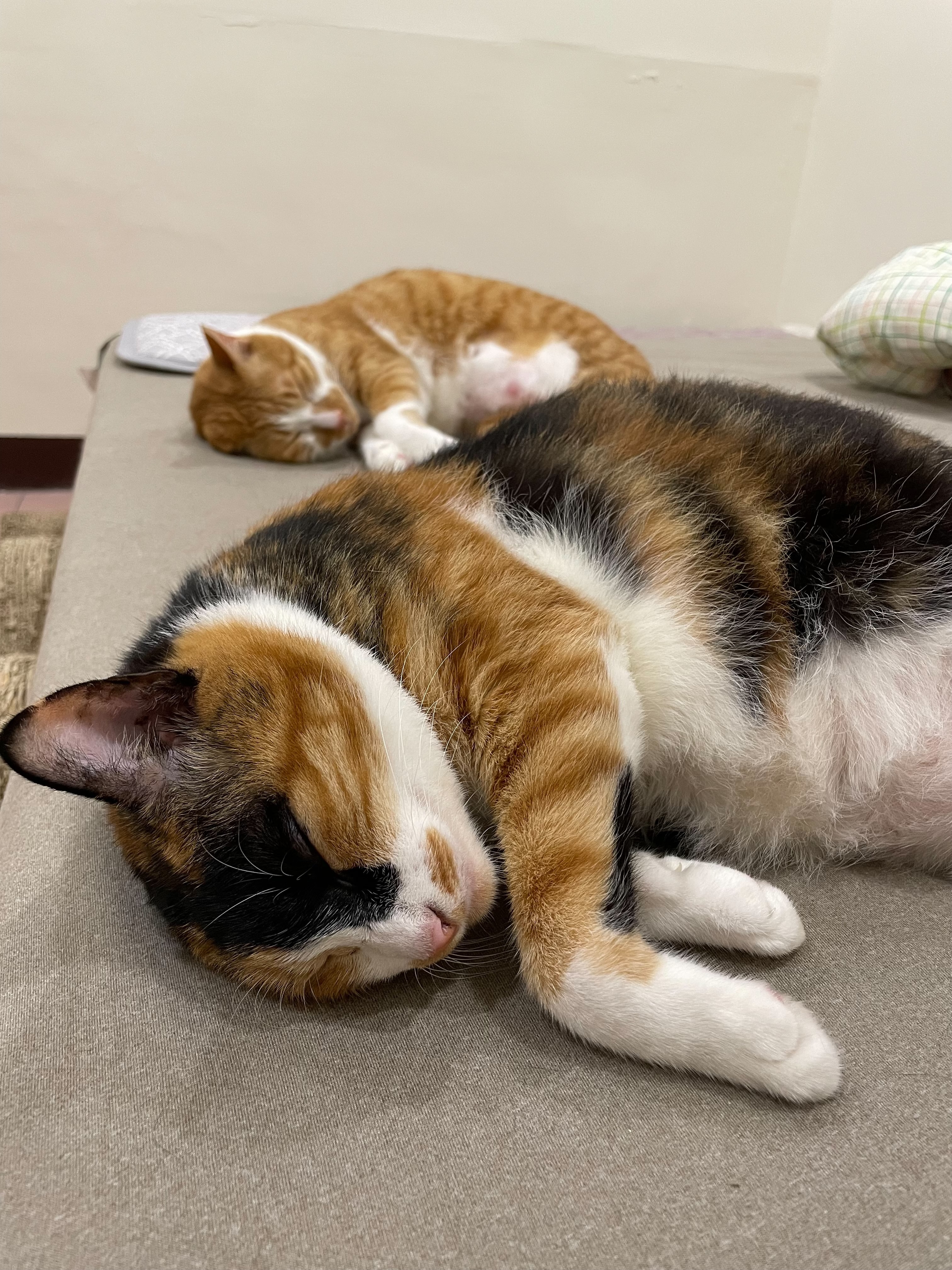 Xiao Hua and Xiao Huang